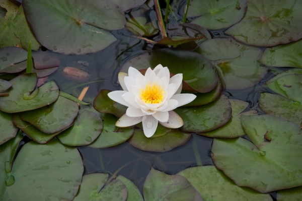 Creation of Water Lilly in Indian Dance : Step 1